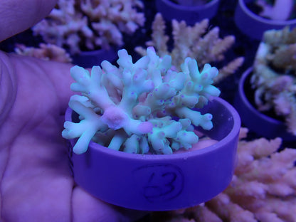 Acropora  深場系 インドネシア産063