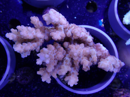 Acropora  インドネシア産096