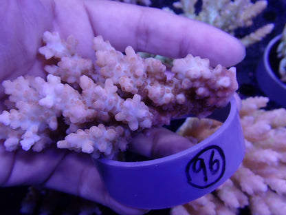 Acropora  インドネシア産096