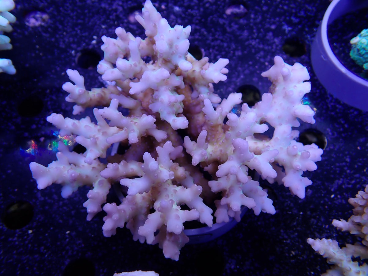 Acropora  深場系　インドネシア産055
