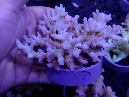 Acropora  深場系　インドネシア産055