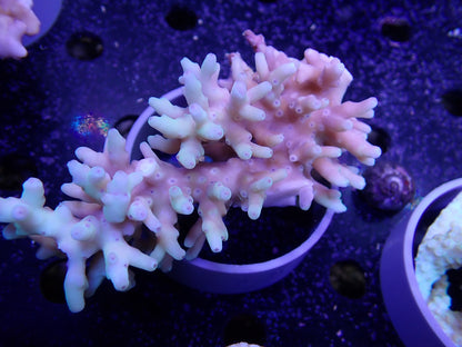 Acropora  深場系　インドネシア産059