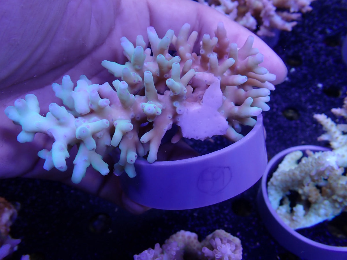 Acropora  深場系　インドネシア産059