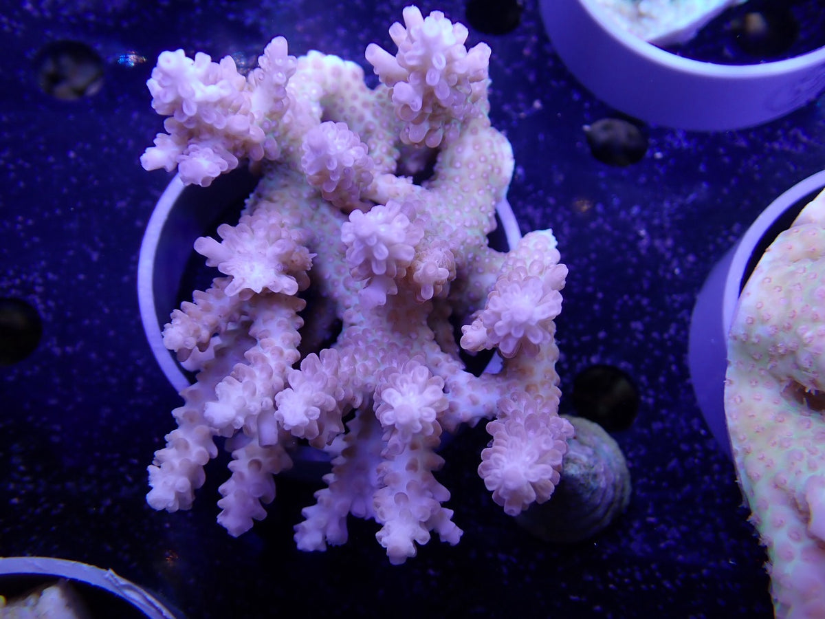 Acropora  オーストラリア産056