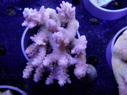 Acropora  オーストラリア産056