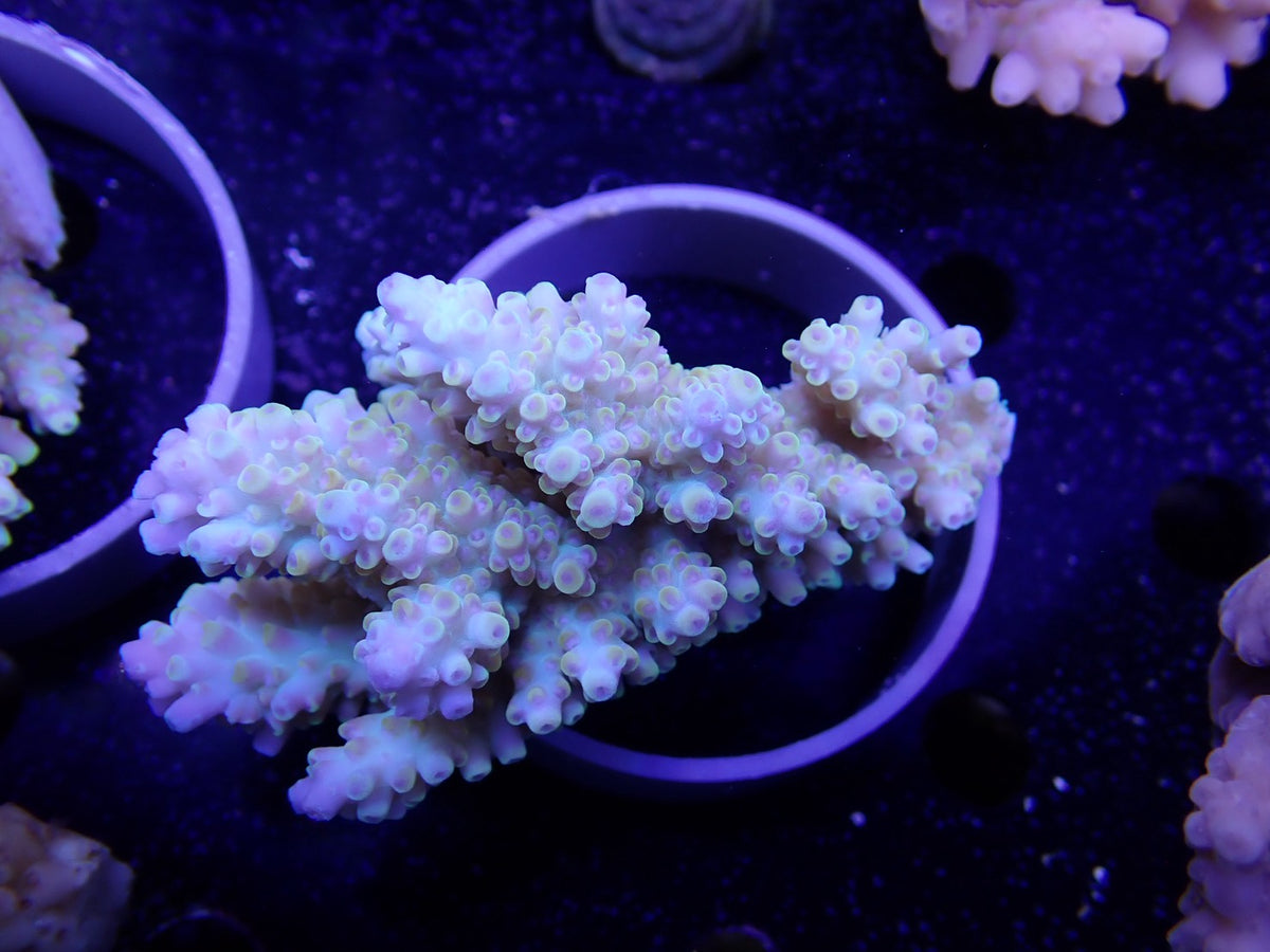 Acropora  オーストラリア産044