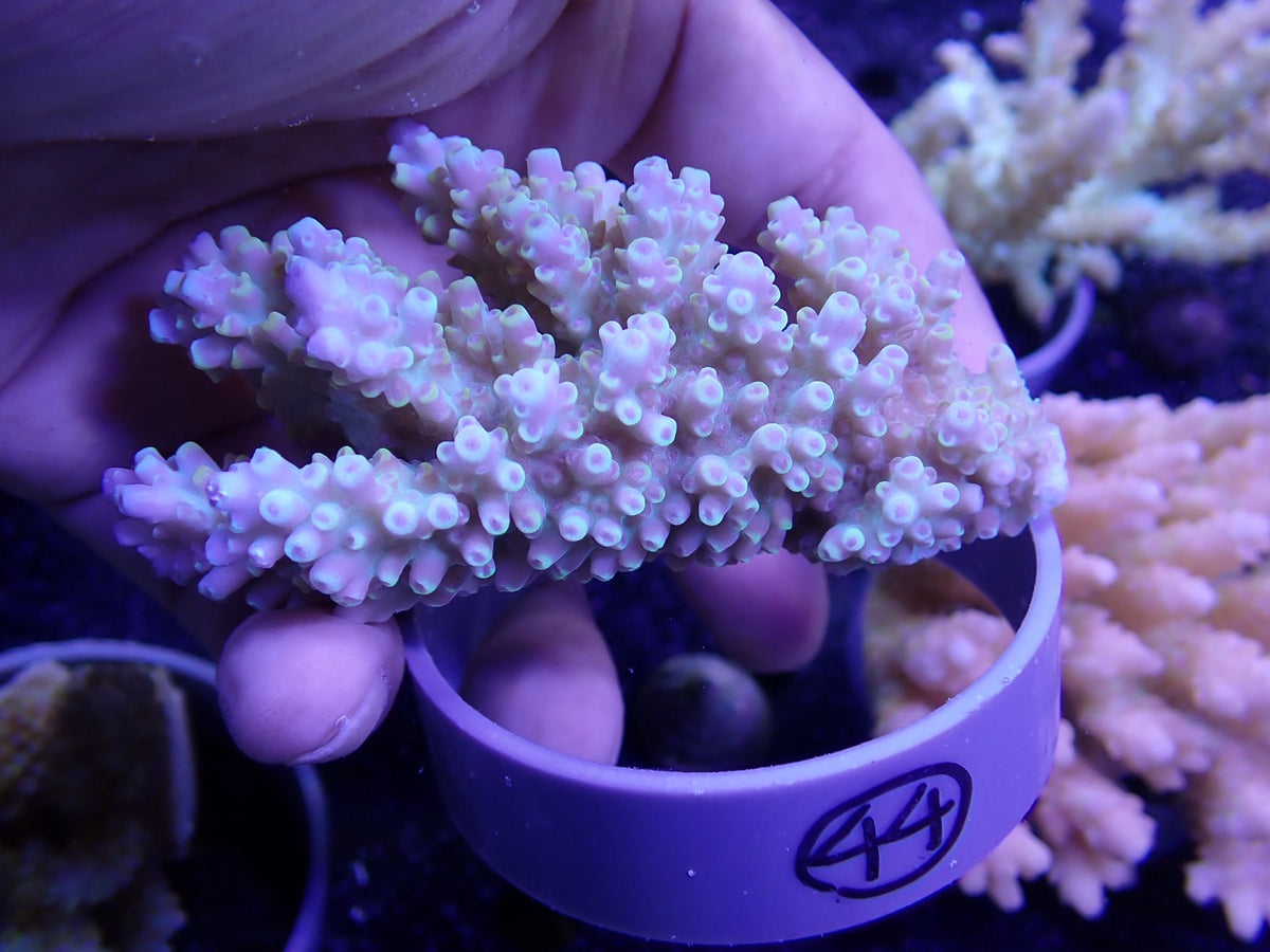 Acropora  オーストラリア産044