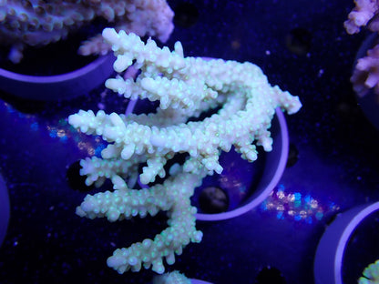 Acropora  オーストラリア産081