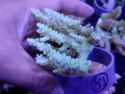 Acropora  オーストラリア産081