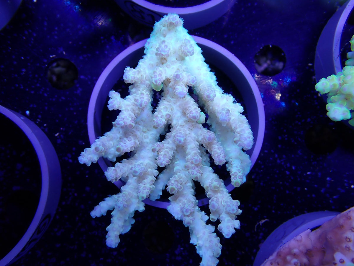 Acropora  オーストラリア産094