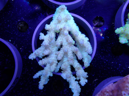 Acropora  オーストラリア産094