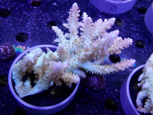 Acropora  オーストラリア産050