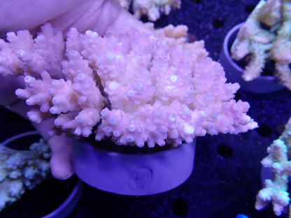 Acropora  オーストラリア産049