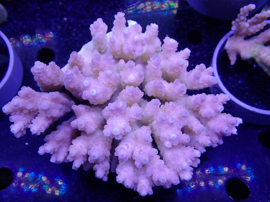 Acropora  オーストラリア産049