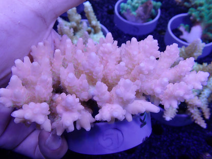 Acropora  オーストラリア産051