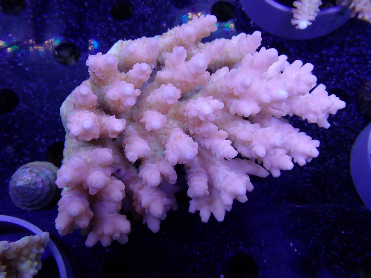 Acropora  オーストラリア産051