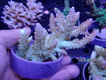 Acropora  オーストラリア産050
