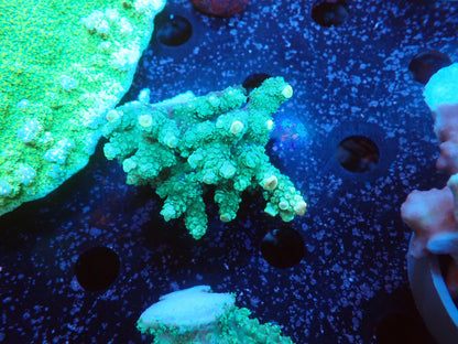 Acropora  インドネシア産075