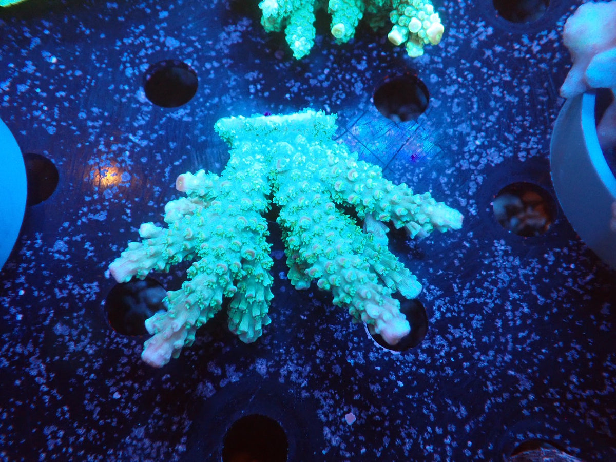 Acropora  インドネシア産074