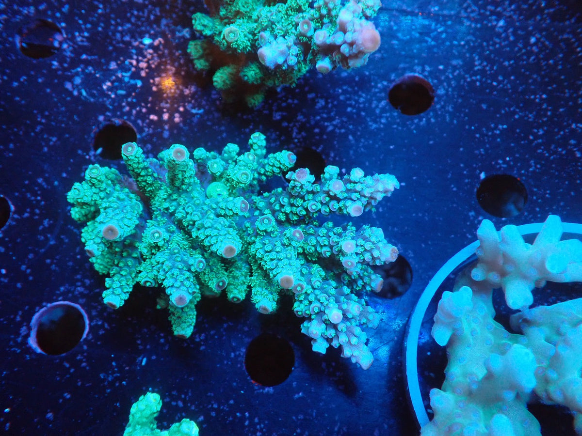 Acropora  インドネシア産071
