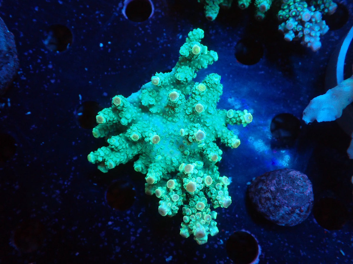 Acropora  インドネシア産070
