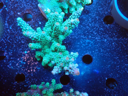 Acropora  インドネシア産072