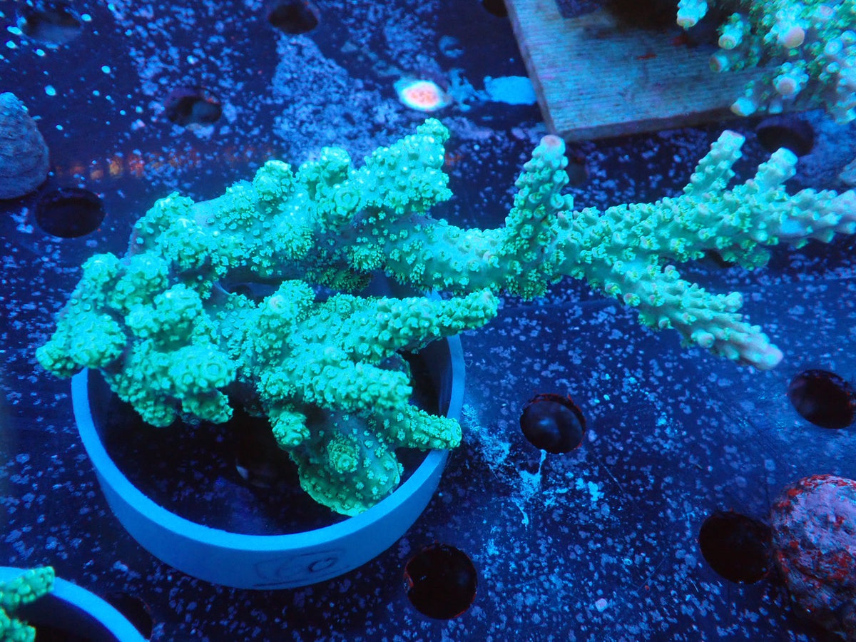 Acropora  インドネシア産060