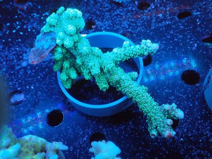 Acropora  インドネシア産054