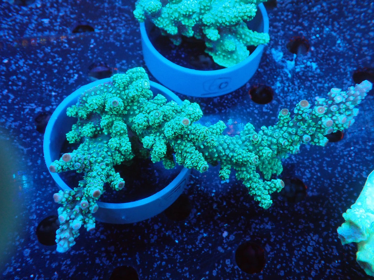 Acropora  インドネシア産053
