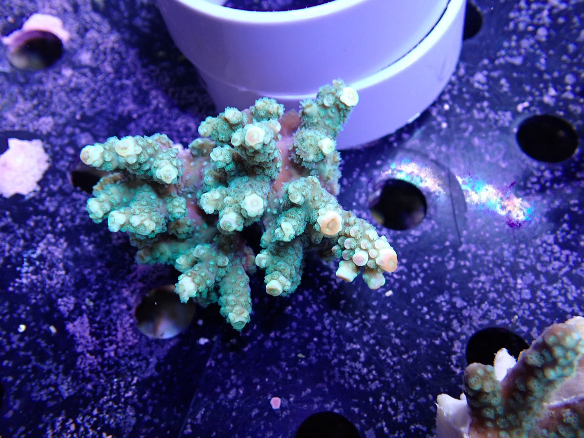 Acropora  インドネシア産075