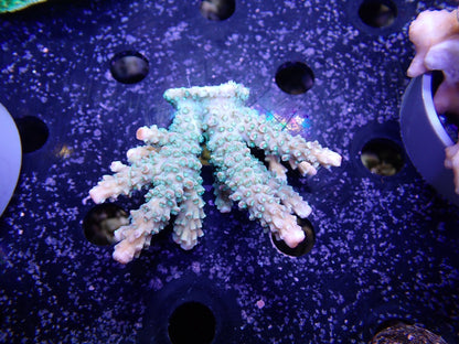 Acropora  インドネシア産074