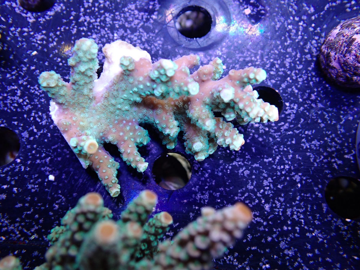 Acropora  インドネシア産073