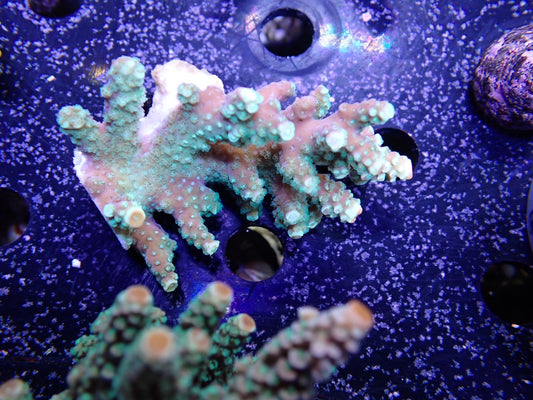 Acropora  インドネシア産073
