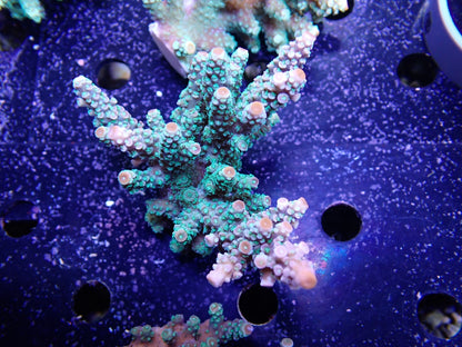 Acropora  インドネシア産072