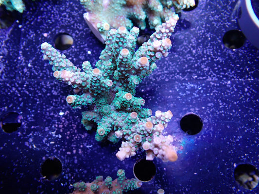 Acropora  インドネシア産072