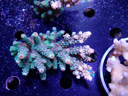 Acropora  インドネシア産071