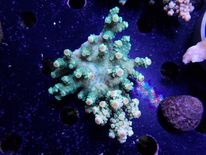 Acropora  インドネシア産070