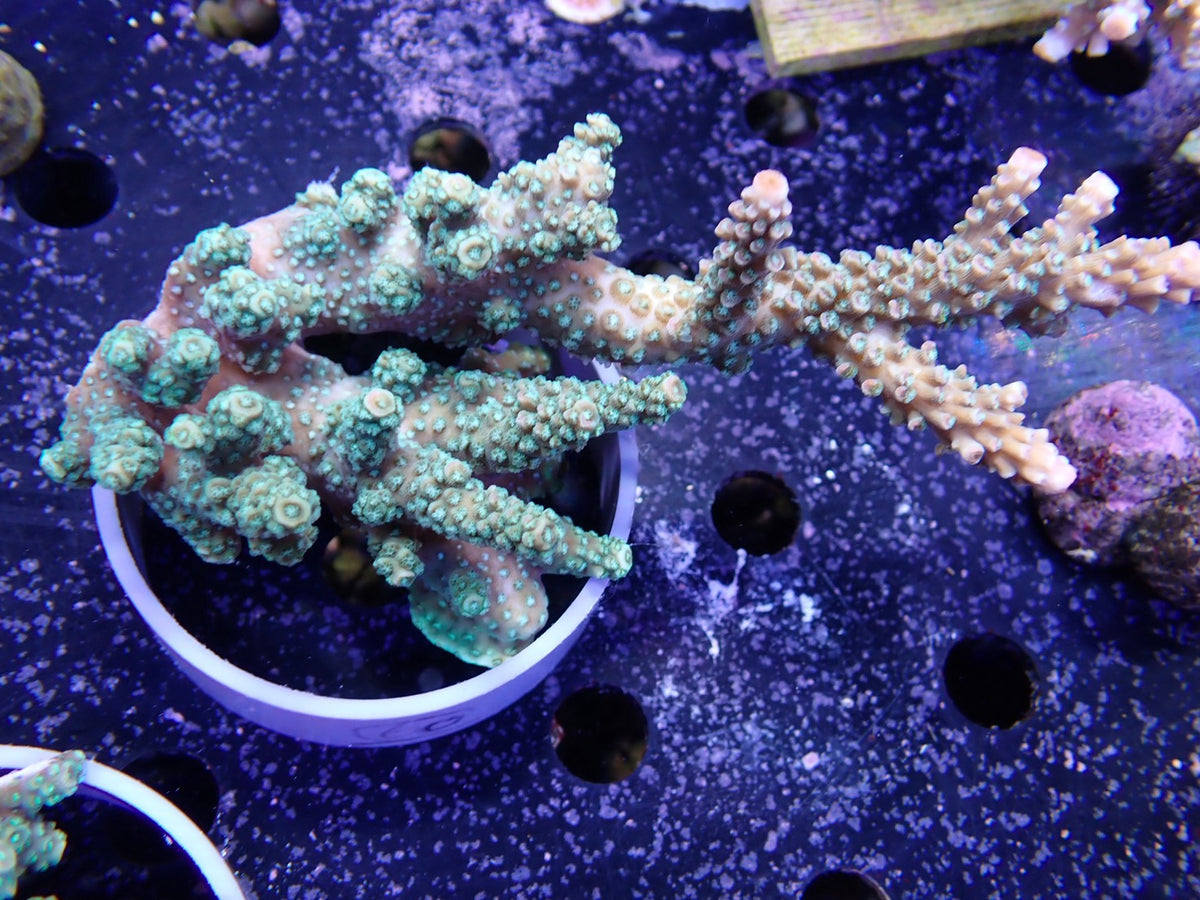 Acropora  インドネシア産060