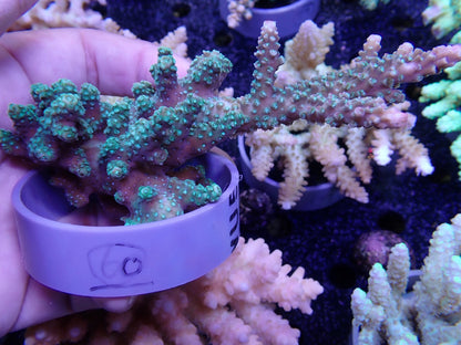 Acropora  インドネシア産060