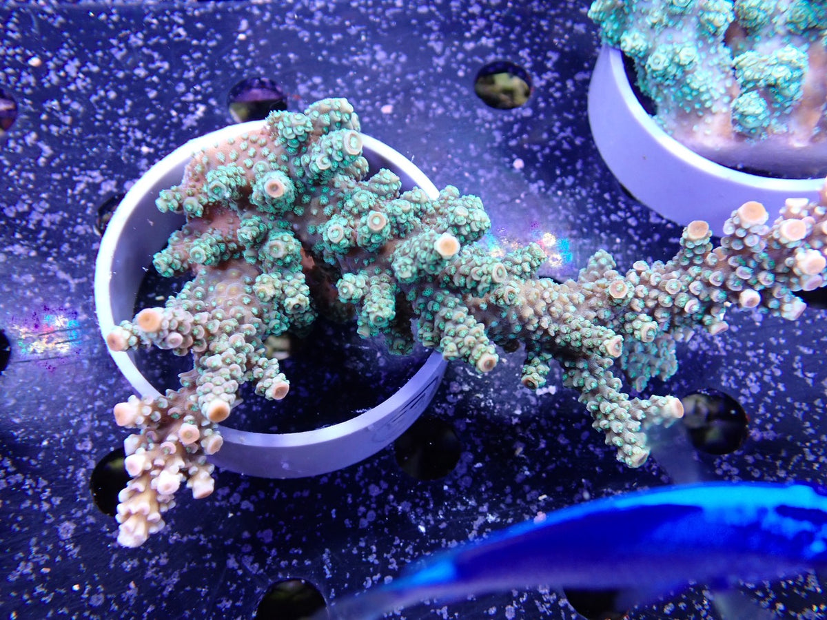 Acropora  インドネシア産053