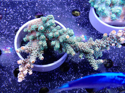 Acropora  インドネシア産053