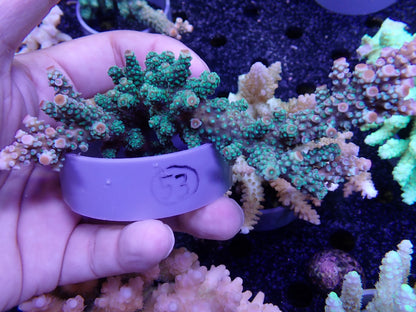 Acropora  インドネシア産053