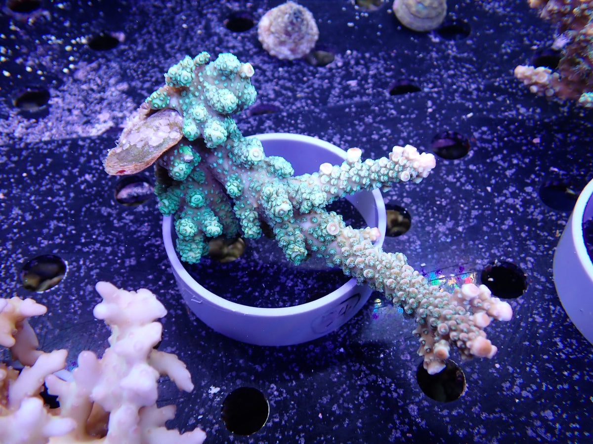 Acropora  インドネシア産054