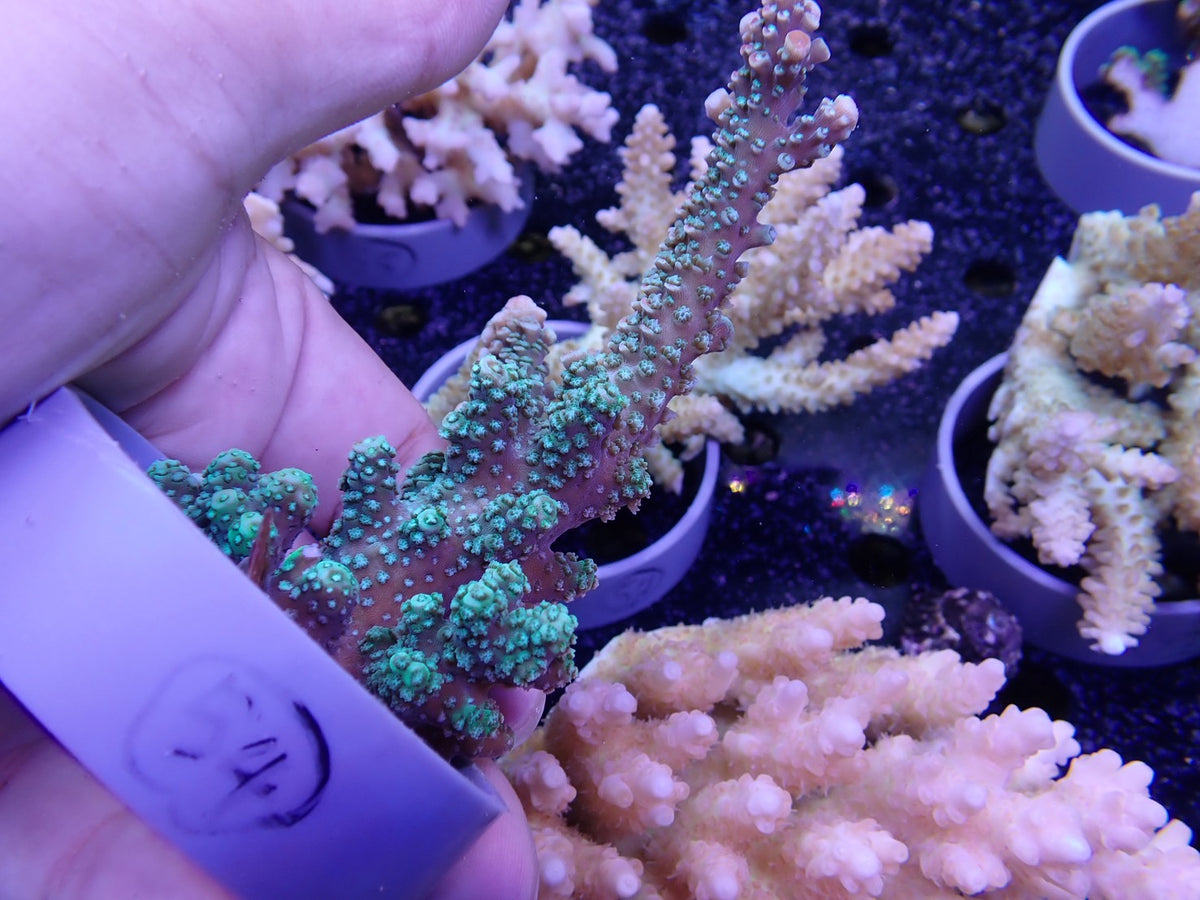 Acropora  インドネシア産054
