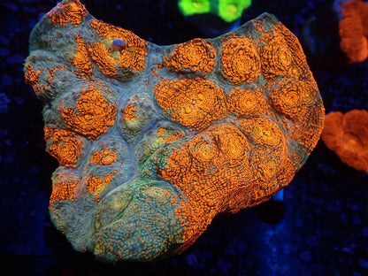 Deep Sea Echinophyllia019