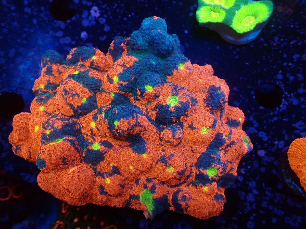 Deep Sea Echinophyllia09