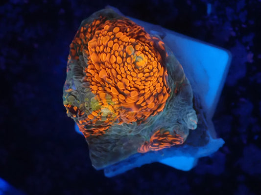 Deep Sea Echinophyllia019