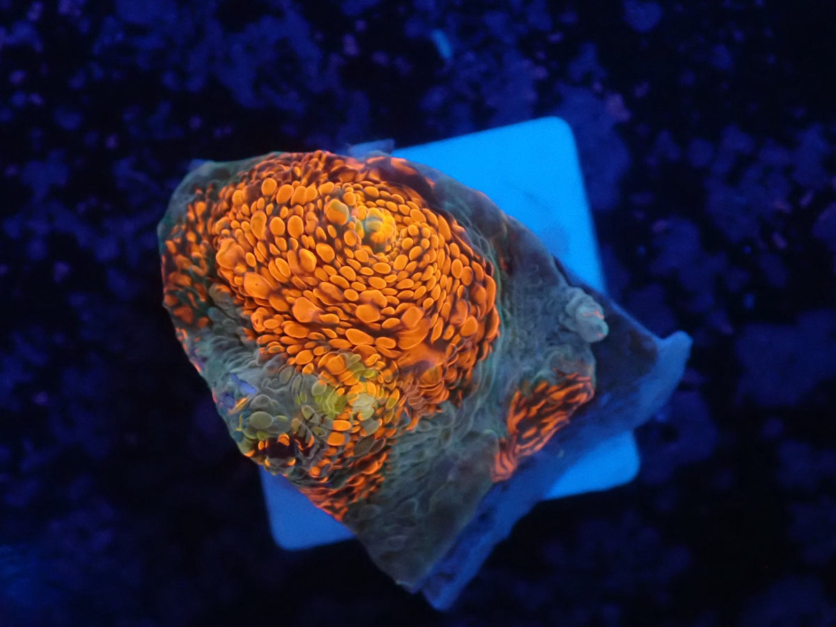 Deep Sea Echinophyllia019