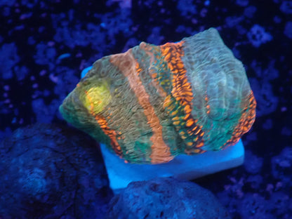 Deep Sea Echinophyllia018