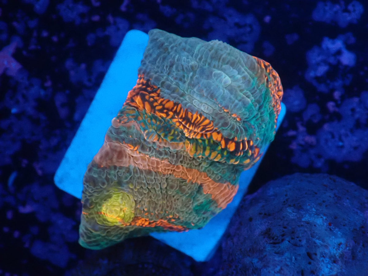 Deep Sea Echinophyllia018